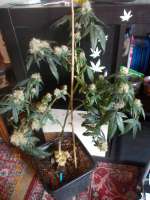 DNA Genetics Seeds Sour Krypt - foto de Kryptonite