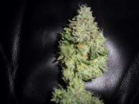 DNA Genetics Seeds Sour Secret - foto de admin