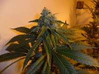 DNA Genetics Seeds Sour Secret - foto de admin