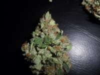 DNA Genetics Seeds Sour Secret - foto de admin