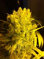 DNA Genetics Seeds Sweet Haze - foto de delahouse1