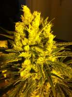 DNA Genetics Seeds Sweet Haze - foto de delahouse1