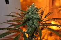 DNA Genetics Seeds Sweet Haze - foto de delahouse1