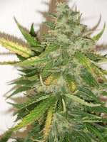 Dane Strains Blue Dwarf - foto de loohjury