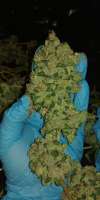 Dankonomics Genetics Funkdawg 91 - foto de 420meowmeowmeow