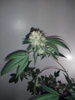 Dankonomics Genetics Funkdawg 91 - foto de 420meowmeowmeow