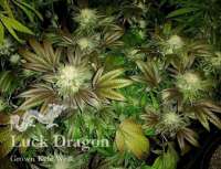 Danky Dankster Seed Co. Luck Dragon - foto de DankyDankster