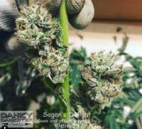 Danky Dankster Seed Co. Sagan's Delight - foto de DankyDankster