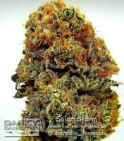 Danky Dankster Seed Co. Solar Storm - foto de DankyDankster