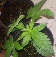 Dark Horse Genetics Clown Shoes OG - foto de manutara