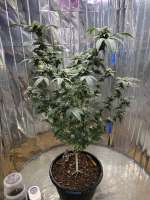 Dark Horse Genetics Stockton Slap - foto de Bigbudsnc