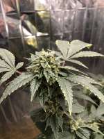 Dark Horse Genetics Stockton Slap - foto de Bigbudsnc