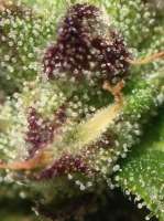 Delicious Seeds Critical Jack Herer Auto - foto de kartak