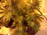 Imagen de ColoradoCannabis (Critical Sensi Star)