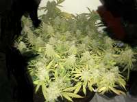 Delicious Seeds Critical Super Silver Haze - foto de BoBrasileiro