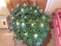 Imagen de Firstimer (Critical Super Silver Haze)