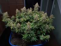 Imagen de CannaBrained (Critical Super Silver Haze)