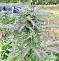 Delicious Seeds Eleven Roses Early Version - foto de NaturalMystic