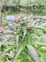 Delicious Seeds Eleven Roses Early Version - foto de NaturalMystic