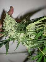 Imagen de sidvicious (Fruity Chronic Juice)