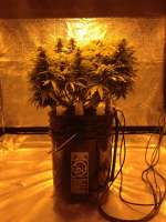 Delicious Seeds Northern Light Blue Auto - foto de simplefarmer