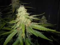 Imagen de DrHustleton (Sugar Black Rose)