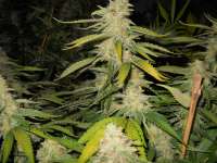 Imagen de DrHustleton (Sugar Black Rose)