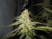 Imagen de DrHustleton (Sugar Black Rose)