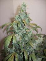 Imagen de nobodyuknow (Sugar Black Rose Auto)