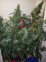 Imagen de nobodyuknow (Sugar Black Rose Auto)