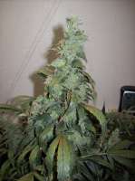 Imagen de nobodyuknow (Sugar Black Rose Auto)