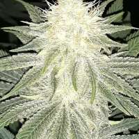 Delicious Seeds Sugar Candy - foto de Dutchman420