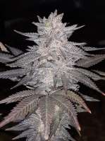 Imagen de denverdoggy (Peach Doggy OG)