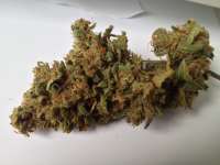 Imagen de GuerillaPsycho (Amnesia XXL Autoflowering)