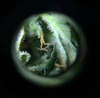 Imagen de mitri (Amnesia XXL Autoflowering)