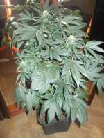 Dinafem Blue Kush - foto de Kryptonite