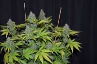 Imagen de 420vizions (Blue Widow)