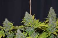 Imagen de 420vizions (Blue Widow)