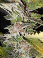 Imagen de odryhhodri [Blue Widow]