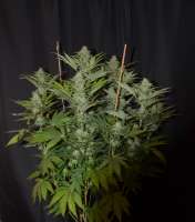 Imagen de 420vizions (Blue Widow)