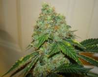 Imagen de cheifyc (Bubba Kush)