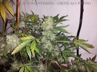 Dinafem Cheese Autoflowering - foto de buzzy