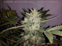 Imagen de buzzy [Cheese Autoflowering]