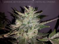 Dinafem Cheese Autoflowering - foto de buzzy