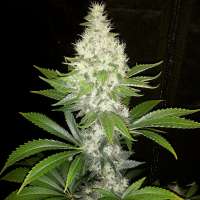 Imagen de optimystisch (Diesel)