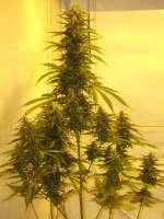 Imagen de hoppmann (Haze XXL Autoflowering)