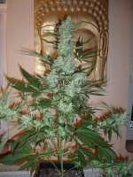 Imagen de merlin (Moby Dick Autoflowering)