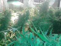 Imagen de sabber (Moby Dick Autoflowering)