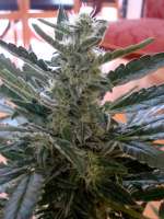 Imagen de scoobysnax (Moby Dick Autoflowering)