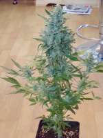 Dinafem Moby Dick Autoflowering - foto de scoobysnax